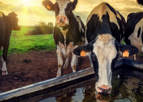 Що п'є корова: скільки літрів води, що робити, якщо корова не п'є