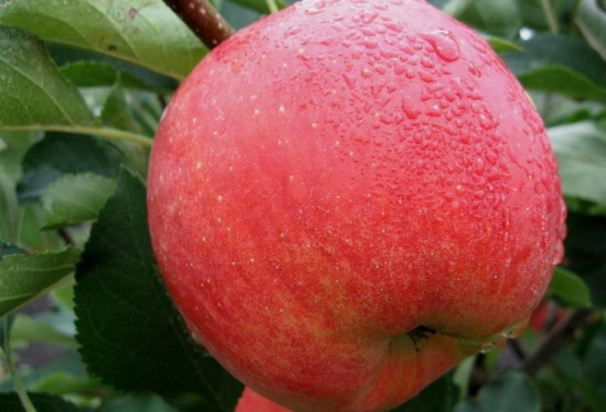 Яблуня Чемпіон Яблуня Чемпіон