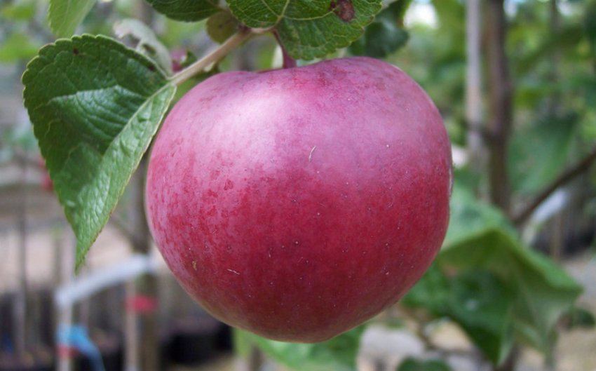 Яблуня Спартан Яблуня Спартан