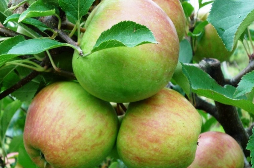 Яблуня Нававита Яблуня Нававита