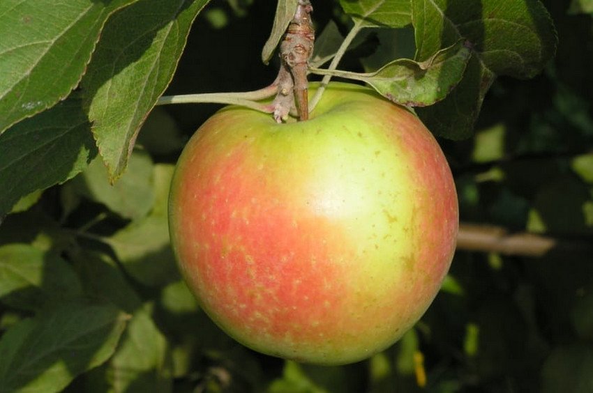 Яблуня Бєлана Яблуня Бєлана