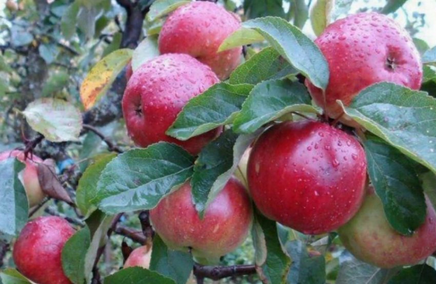 Яблуня Антей Яблуня Антей