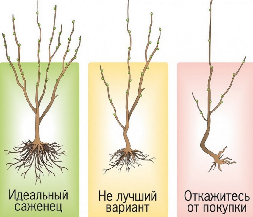 Саджанці Саджанці