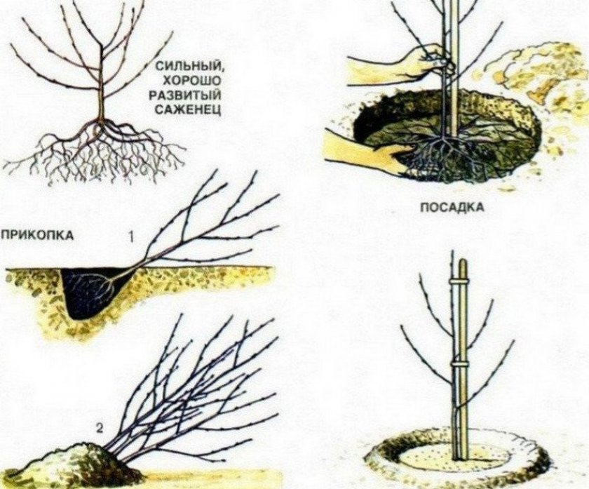 Посадка яблони Посадка яблони
