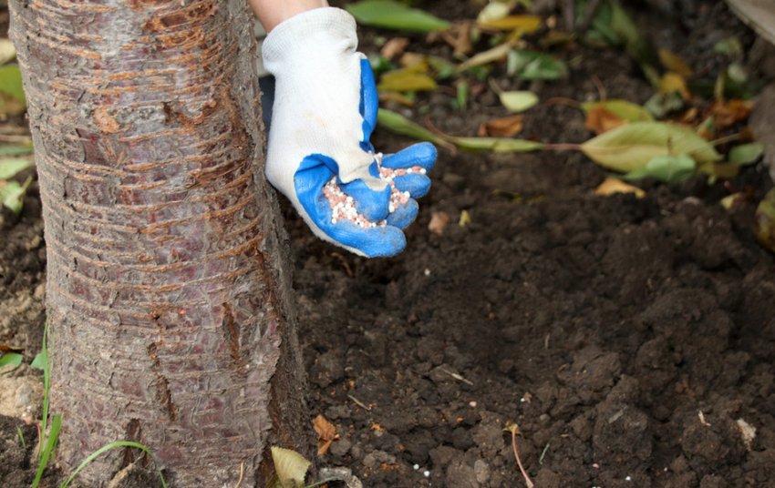 Підживлення яблуні Підживлення яблуні