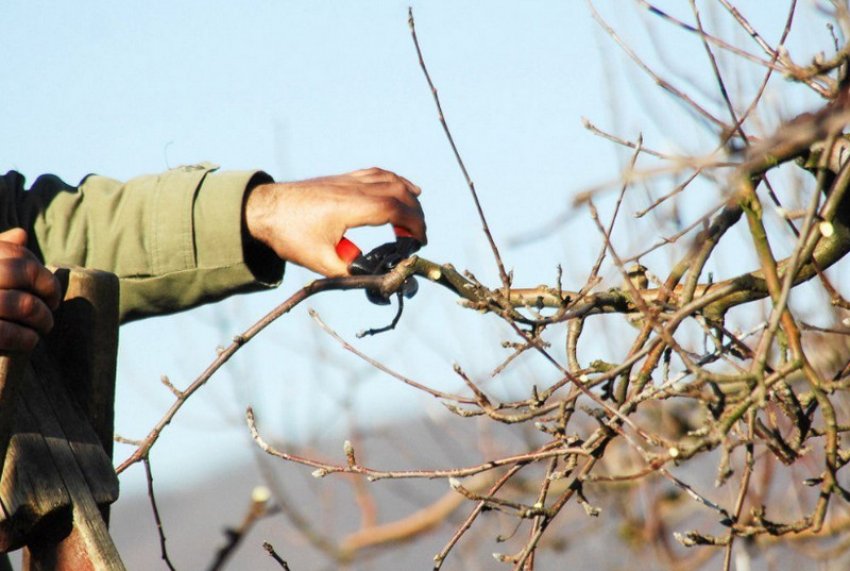 Обрізка яблуні Обрізка яблуні