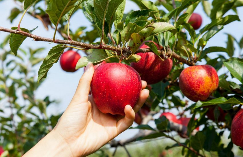 Збір урожаю яблук Збір урожаю яблук