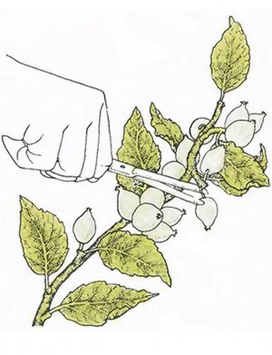 Видалення зайвих зав'язей на яблуні Видалення зайвих зав'язей на яблуні