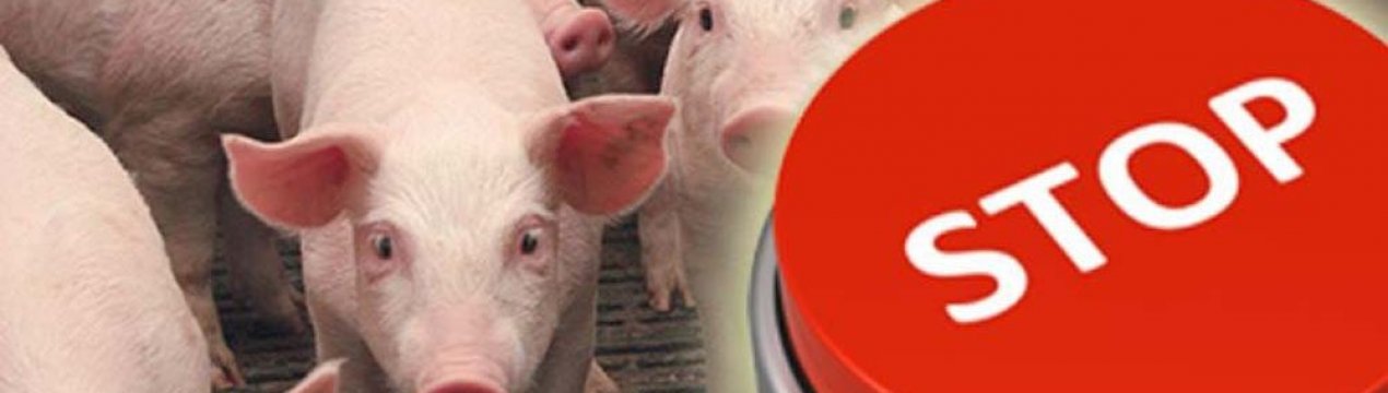 Китайська свиняча ковбаса не пройшла тест на АЧС