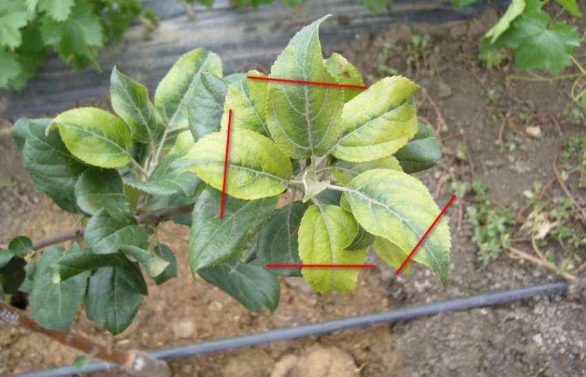 Укорочення листової пластини Укорочення листової пластини