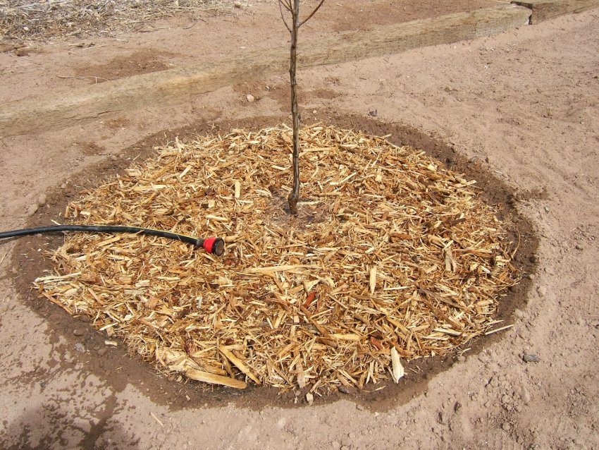 Мульчированый пристовбурне коло яблуні Мульчированый пристовбурне коло яблуні
