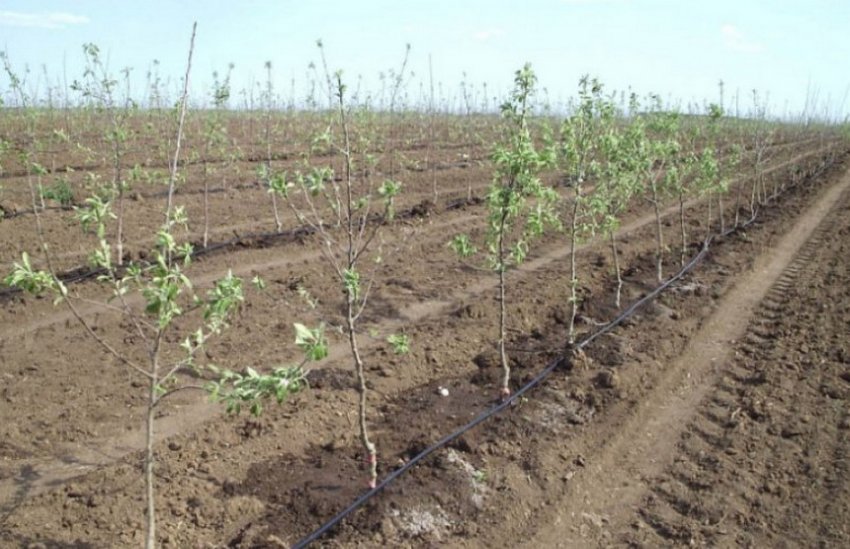 Крапельний полив колоновидна яблунь Крапельний полив колоновидна яблунь