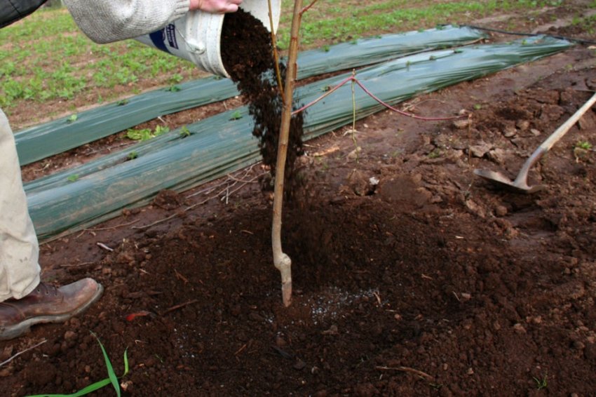 Підживлення колоновидної яблуні Підживлення колоновидної яблуні