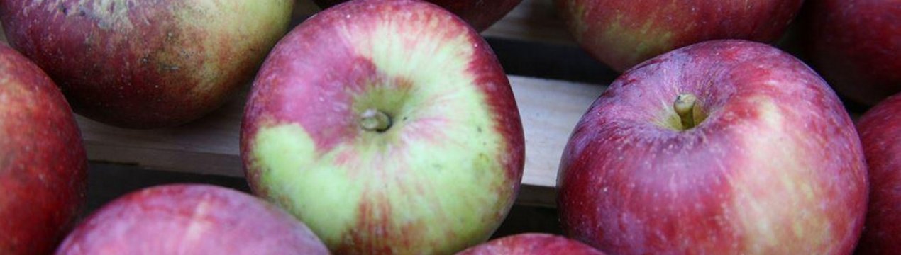 Главные особенности выращивания яблок Спартан
