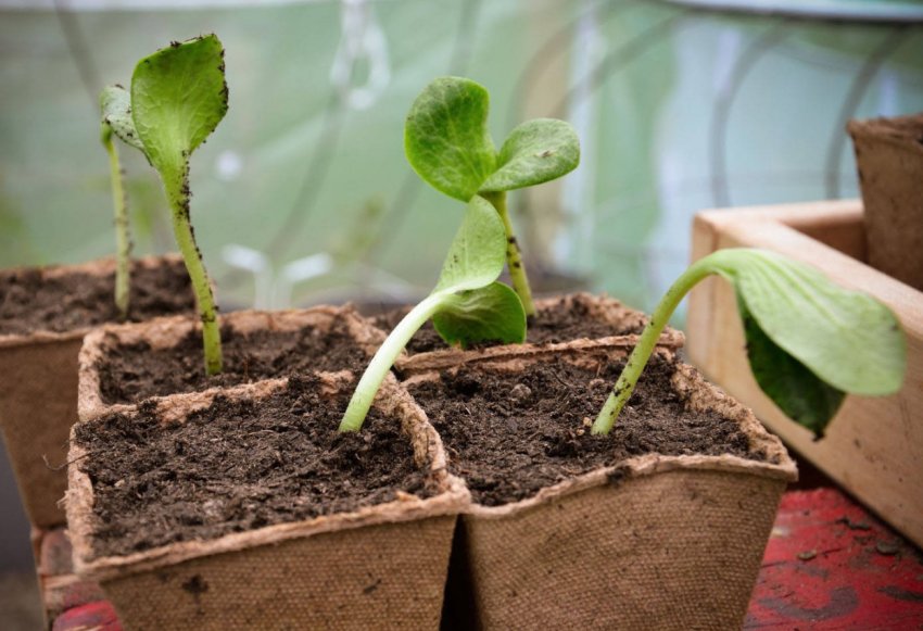 Розсада арбузов в торф'яних горщиках