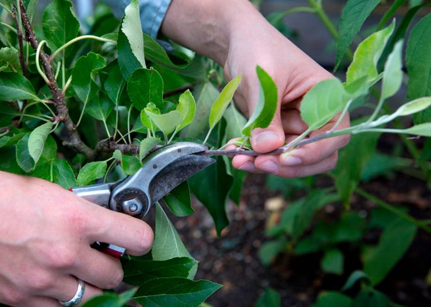 Обрізка колоновидної яблуні Обрізка колоновидної яблуні