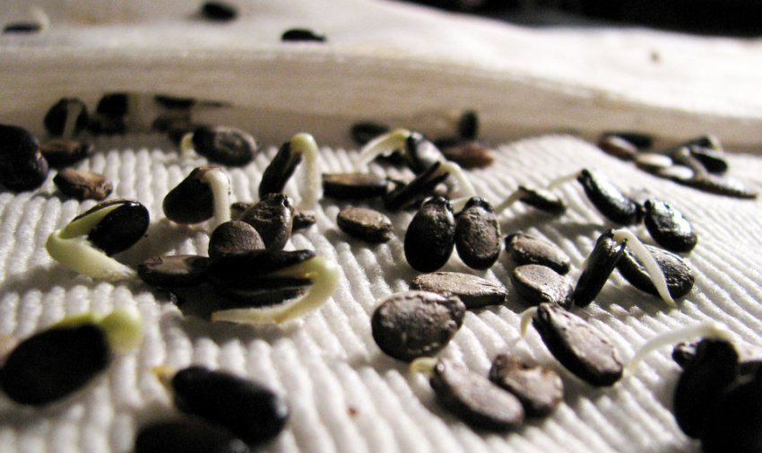 Пророслі насіння кавуна