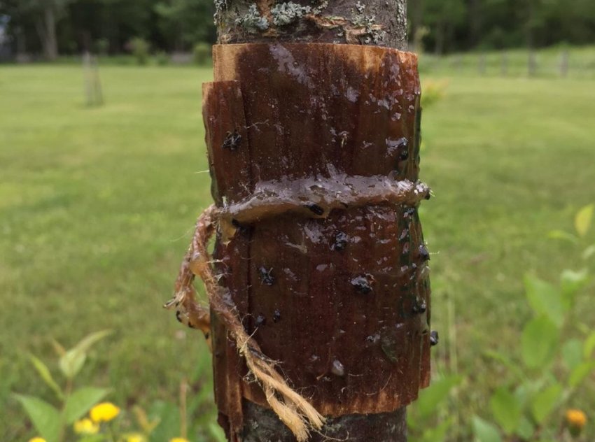 Ловчі пояси від шкідників яблуні Ловчі пояси від шкідників яблуні