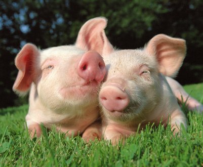 Свині не можуть літати, але можуть посміхатися