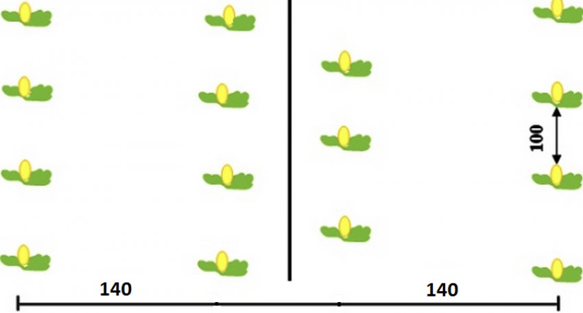 На каком расстоянии сажать семена огурцов