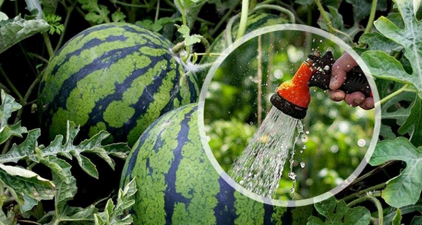 Полив кавуна