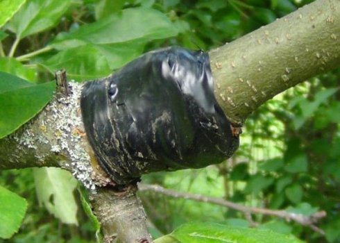 Особливості щеплення яблуні восени