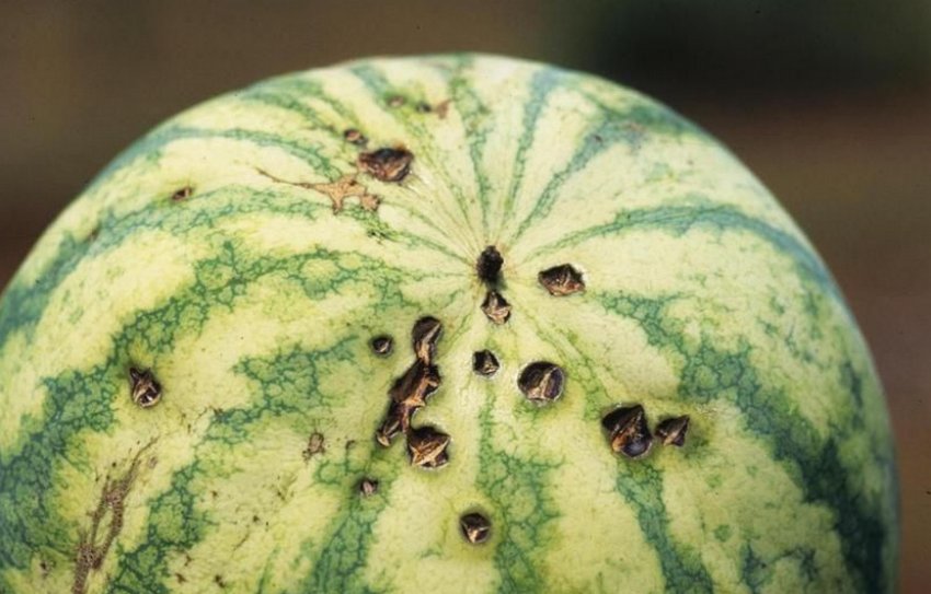 Антракноз на плодах кавуна