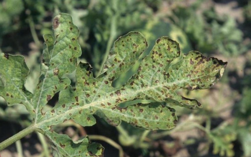 Несправжня борошниста роса