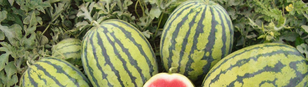 Особливості вирощування та догляду за кавуном Бедуїн F1