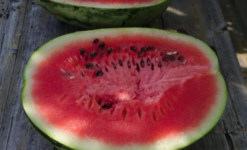 Кавун Бедуїн F1