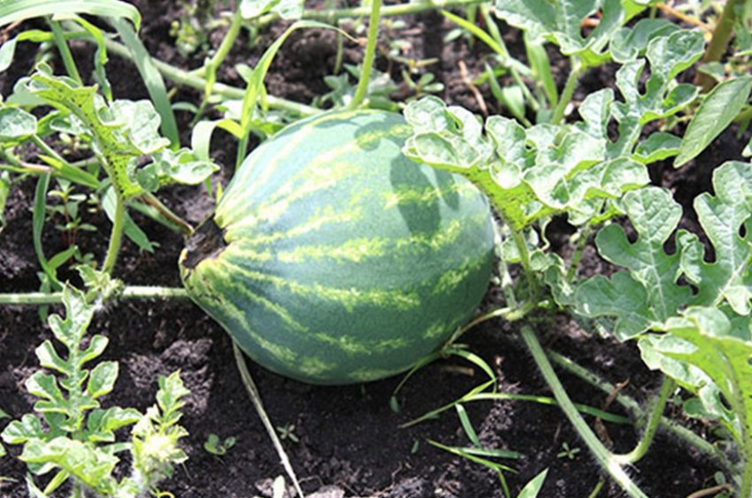 Ураження плода гниллю