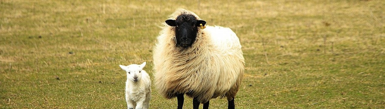 В Англії закликали власників собак тримати своїх вихованців під контролем