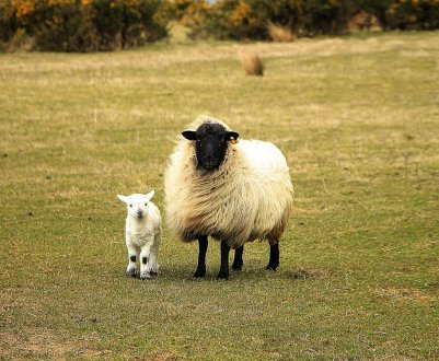 В Англії закликали власників собак тримати своїх вихованців під контролем