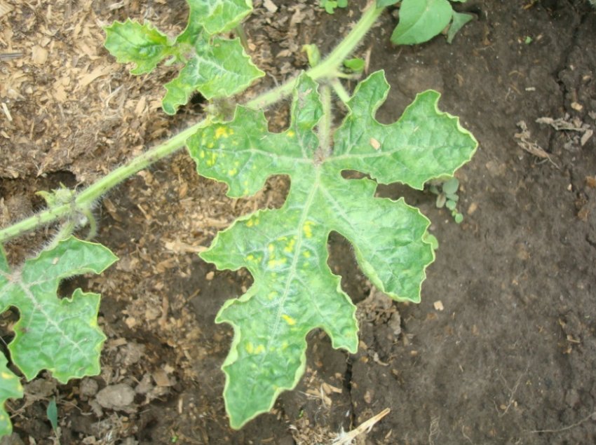 Листя кавуна уражені попелиць