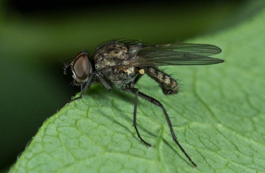 Паросткова муха