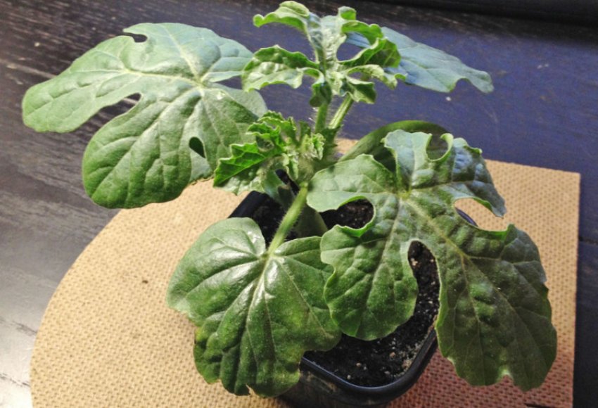 Розсада кавуна на підвіконні