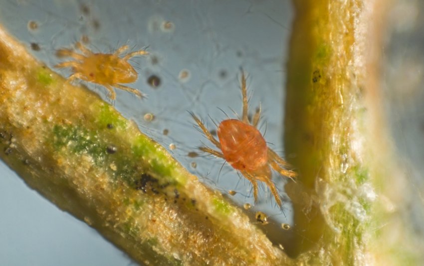 Павутинний кліщ