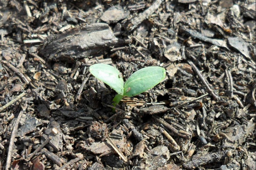 Сходи кавуна