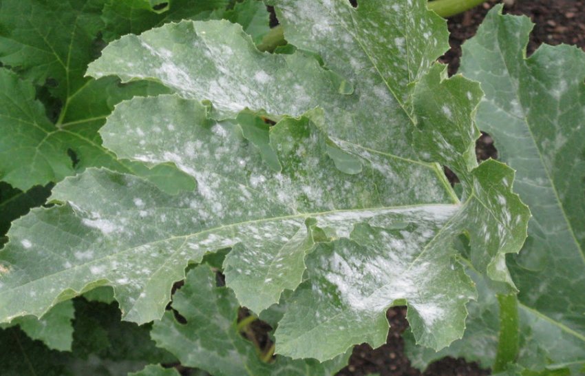 Борошниста роса