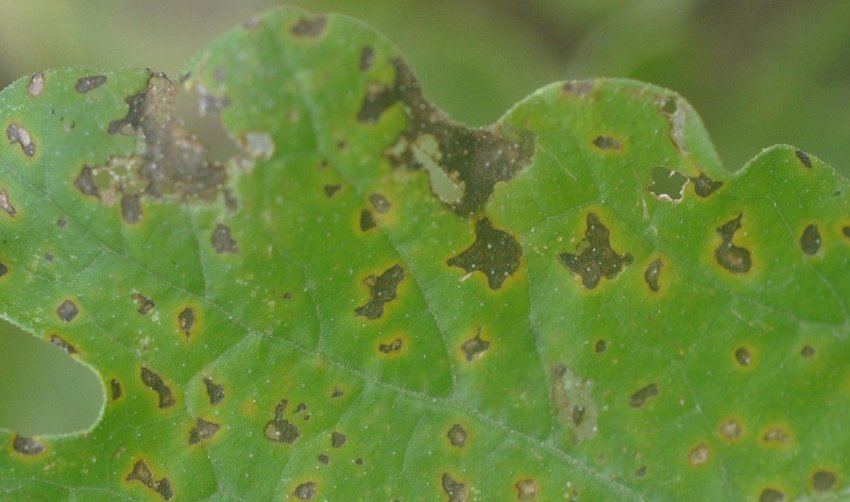 Оливкова плямистість кавуна