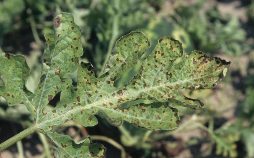 Антракноз кавуна