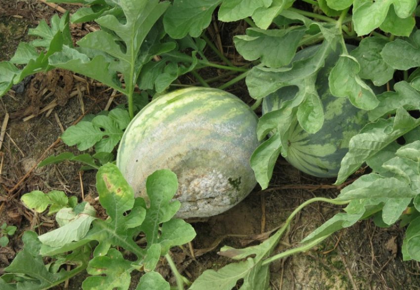 Гниль на кавуні