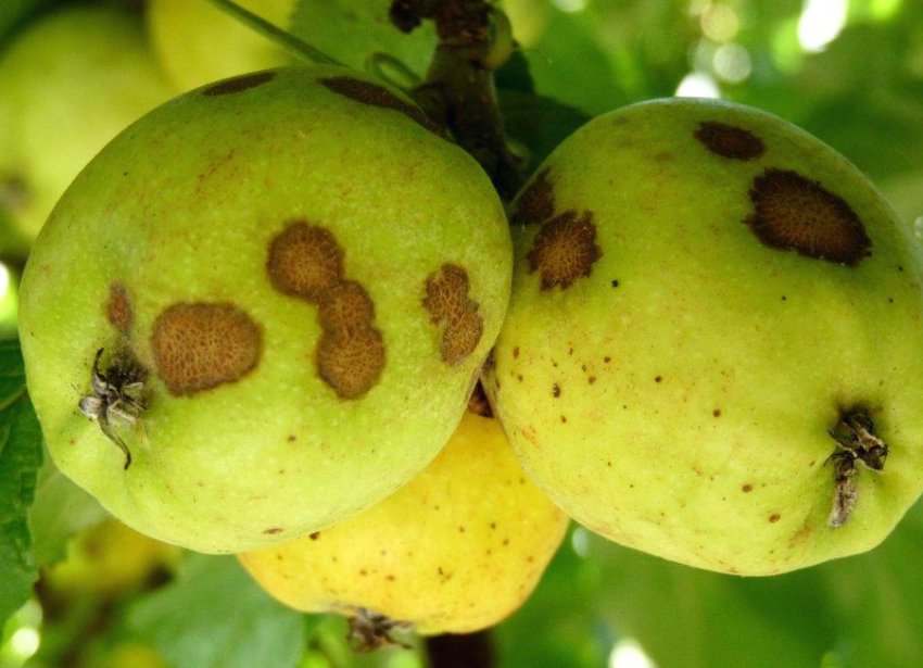 Парша на плодах яблони