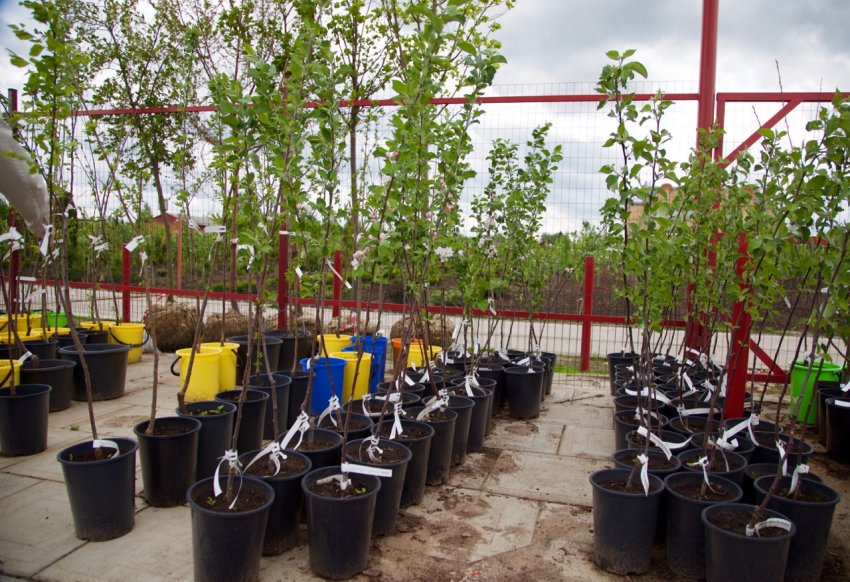 Саджанці яблунь в розпліднику