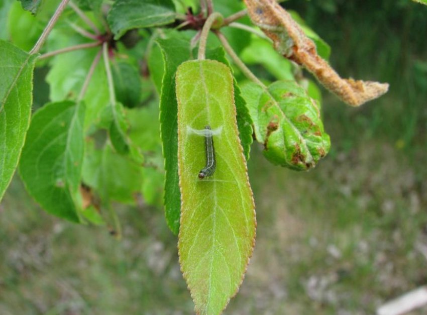 Личинка листовёртки на листве яблони