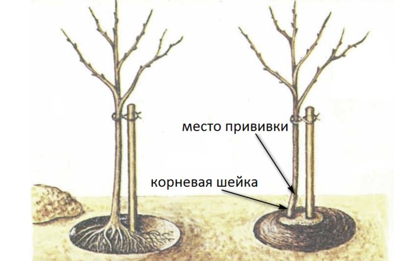 Правильна посадка яблуні