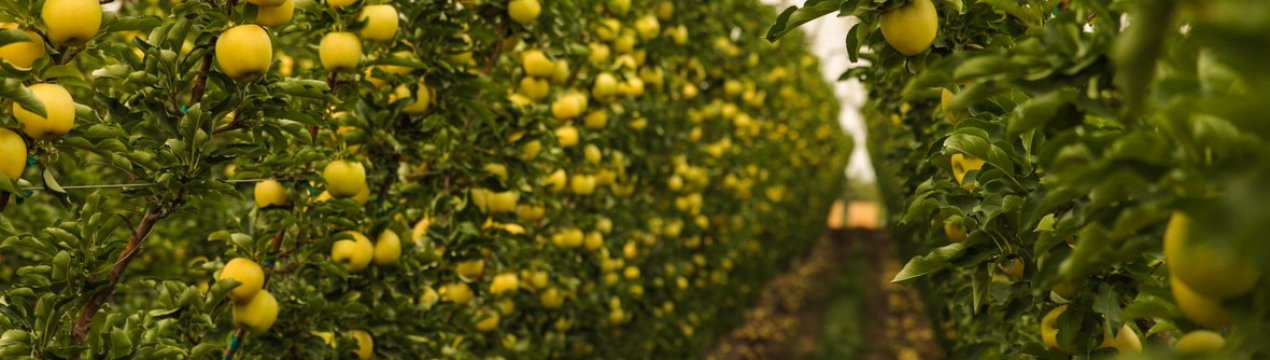 Особливості технології вирощування яблунь