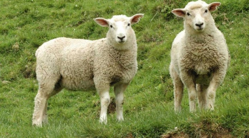 Заморожену сперму баранів успішно використовували для запліднення овець