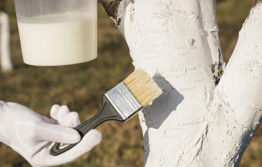Побілка стовбура яблуні Побілка стовбура яблуні