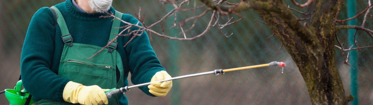 Особливості обробки яблунь від шкідників і хвороб